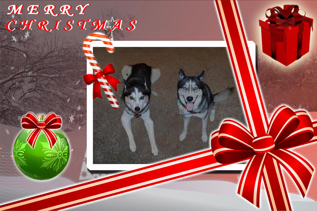 shrinked Dog Christmas Card photo